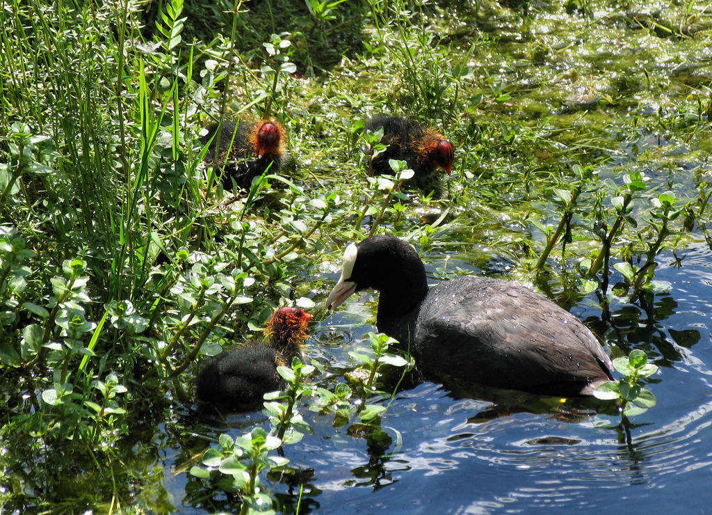 Bedrooms Ninfa Del Lago Posta Fibreno Kültér fotó